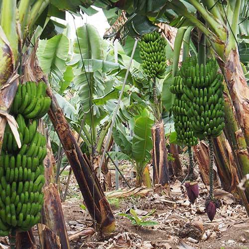 Des bananes bio origine Europe chez Biocoop Valmy Des bananes bio origine Europe chez Biocoop Valmy
