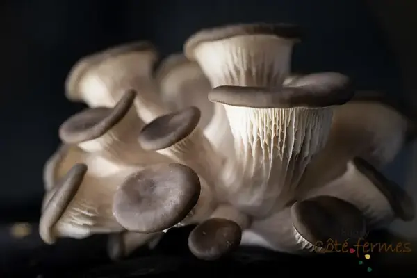 les champignons de la cascade