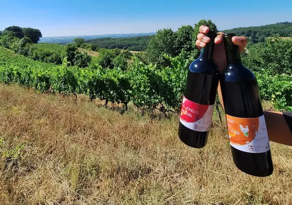 Dégustation des Vins de Matins Dégustation des Vins de Matins